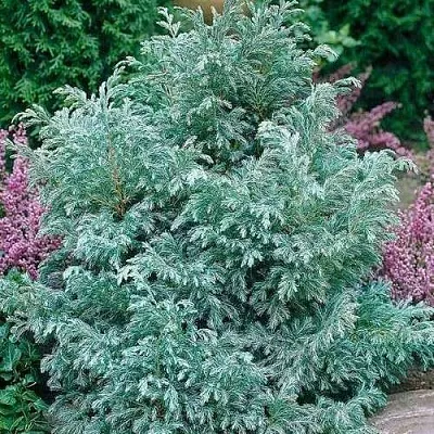 Кипарисовик БУЛЕВАРД горохоплодный  Кипарисовик БУЛЕВАРД горохоплодный в Королеве