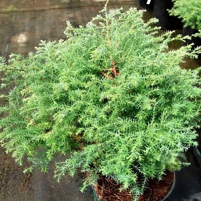 Кипарисовик СКВАРРОЗА горохоплодный  Кипарисовик СКВАРРОЗА горохоплодный в Королеве