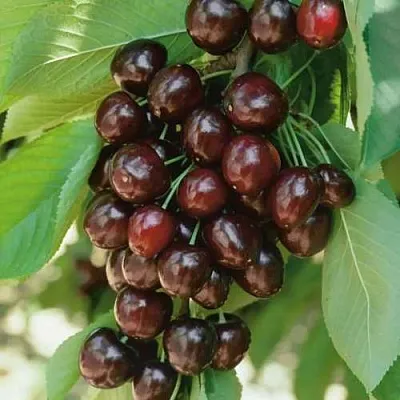 Черешня РЕВНА  Черешня РЕВНА в Королеве