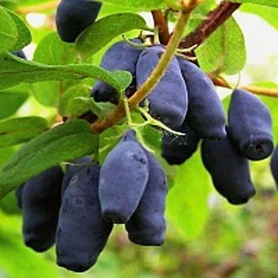 Жимолость съедобная МОСКОВСКАЯ в Королеве