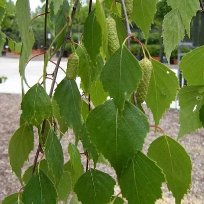 Береза ФАСЦИНЕЙШЕН белая   Береза ФАСЦИНЕЙШЕН белая  в Королеве