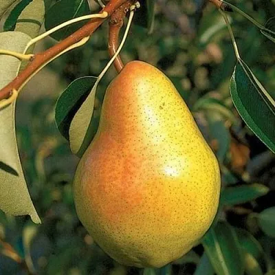 Груша ВЕЛЕСА  Груша ВЕЛЕСА в Королеве