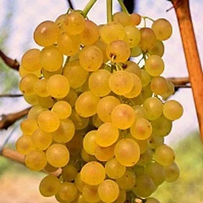 Виноград КИШМИШ КОКТЕЙЛЬ  Виноград КИШМИШ КОКТЕЙЛЬ в Королеве