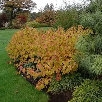 Дерен  АННА ВИНТЕР ОРАНЖ кроваво-красный    Дерен  АННА ВИНТЕР ОРАНЖ кроваво-красный   в Королеве