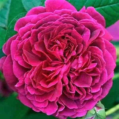 Саженцы роз ВИЛЬЯМ ШЕКСПИР английская  Саженцы роз ВИЛЬЯМ ШЕКСПИР английская в Королеве