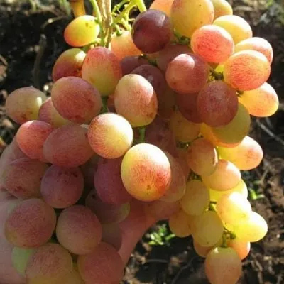 Виноград ТАСОН  Виноград ТАСОН в Королеве