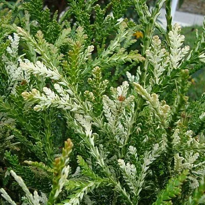 Туевик ВАРИЕГАТА долотовидный   Туевик ВАРИЕГАТА долотовидный  в Королеве