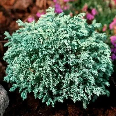 Кипарисовик БЕБИ БЛЮ горохоплодный  Кипарисовик БЕБИ БЛЮ горохоплодный в Королеве