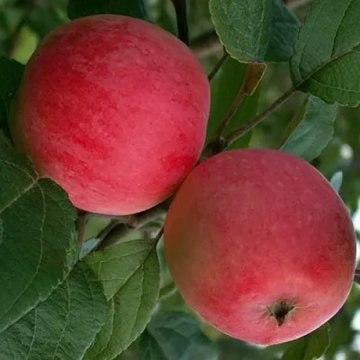 Яблоня СУЙСЛЕПСКОЕ (МАЛИНОВКА)  Яблоня СУЙСЛЕПСКОЕ (МАЛИНОВКА) в Королеве