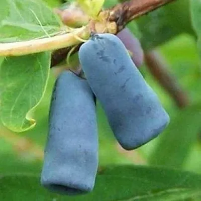 Жимолость съедобная ЗИНРИ  Жимолость съедобная ЗИНРИ в Королеве