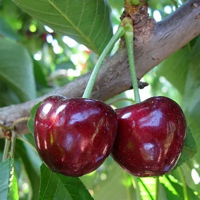 Черешня СЮБАРОВСКАЯ  Черешня СЮБАРОВСКАЯ в Королеве