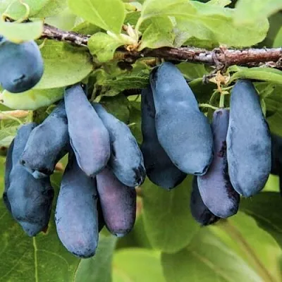 Жимолость съедобная СИБИРЯЧКА  Жимолость съедобная СИБИРЯЧКА в Королеве