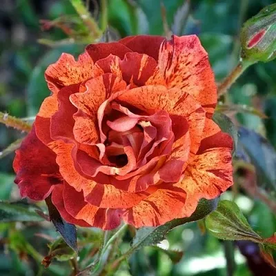 Саженцы роз САММЕР ЛОДЖ шраб в Королеве