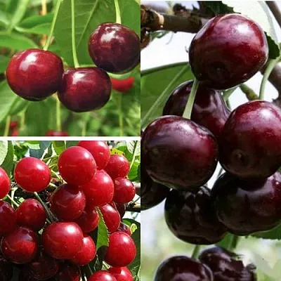 Комплект ВИШНЕВЫЙ САД в Королеве