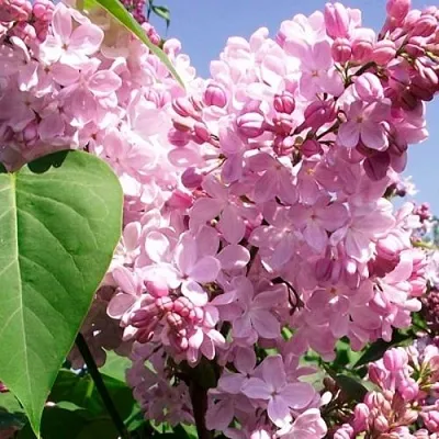 Сирень АДЕЛИНА  Сирень АДЕЛИНА в Королеве