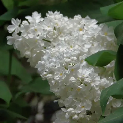 Сирень РУССКИЙ СЕВЕР  Сирень РУССКИЙ СЕВЕР в Королеве