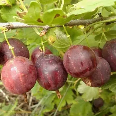 Крыжовник СМЕНА  Крыжовник СМЕНА в Королеве