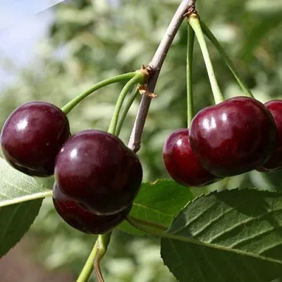 Вишня ЖАДАНА  Вишня ЖАДАНА в Королеве