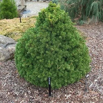 Ель ТОМПА обыкновенная  Ель ТОМПА обыкновенная в Королеве