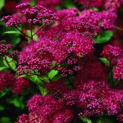 Спирея АНТОНИ ВАТЕРЕР японская  Спирея АНТОНИ ВАТЕРЕР японская в Королеве