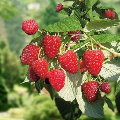 Малина РУБИФОЛ  Малина РУБИФОЛ в Королеве