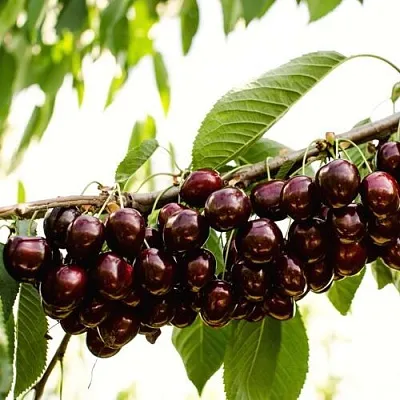 Черешня КОРДИЯ Черешня КОРДИЯ