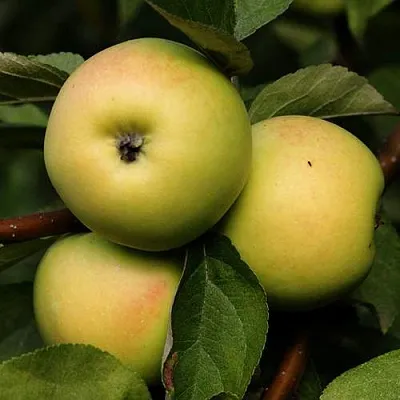 Яблоня ДАНИЛА  Яблоня ДАНИЛА в Королеве