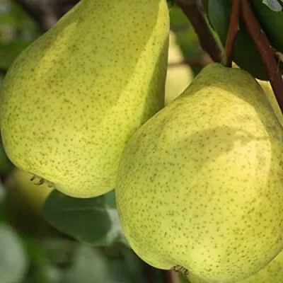 Груша СКАЗОЧНАЯ   Груша СКАЗОЧНАЯ  в Королеве