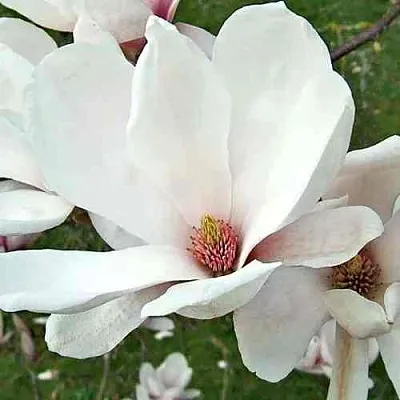 Магнолия АЛЬБА СУПЕРБА в Королеве