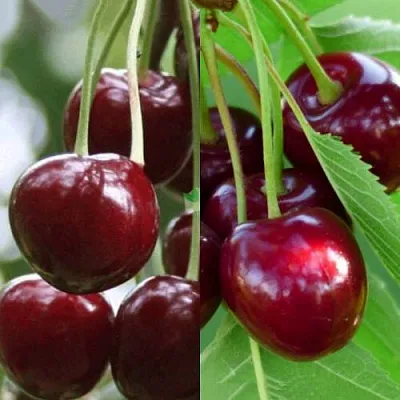 Комплект ВИШНЕВЫЙ ТАНДЕМ в Королеве