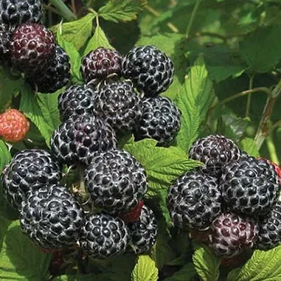 Саженцы малины Бристоль Саженцы малины Бристоль