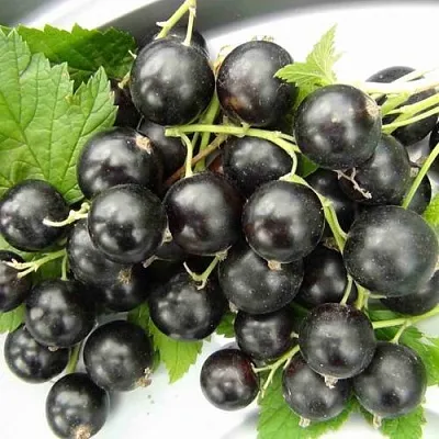 Смородина черная ТИТАНИЯ  Смородина черная ТИТАНИЯ в Королеве