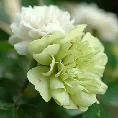 Саженцы роз ГРИН АЙС миниатюрная в Королеве