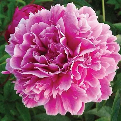 Пион ПУРПУРНАЯ ФЕЕРИЯ травянистый  Пион ПУРПУРНАЯ ФЕЕРИЯ травянистый в Королеве
