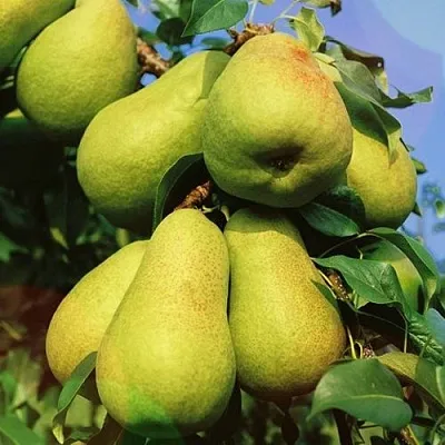 Груша НЕЖНОСТЬ колонновидная	  Груша НЕЖНОСТЬ колонновидная	 в Королеве