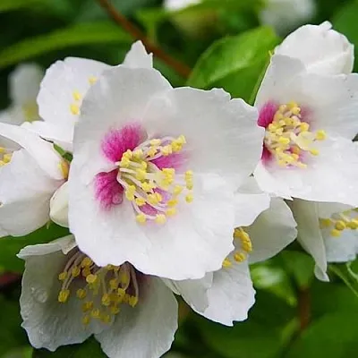 Жасмин БЕЛЬ ЭТУАЛЬ  Жасмин БЕЛЬ ЭТУАЛЬ в Королеве