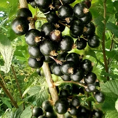 Смородина черная БЕН ТИРЕН  Смородина черная БЕН ТИРЕН в Королеве