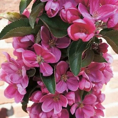 Яблоня ЗЕЛЁНЫЙ БУКЕТ декоративная  Яблоня ЗЕЛЁНЫЙ БУКЕТ декоративная в Королеве