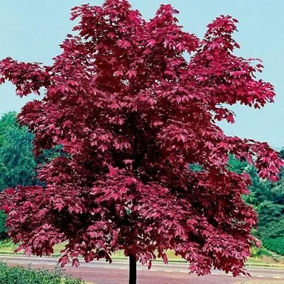 Клен КРИМСОН КИНГ остролистный  Клен КРИМСОН КИНГ остролистный в Королеве