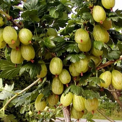 Крыжовник ИНВИКТА  Крыжовник ИНВИКТА в Королеве