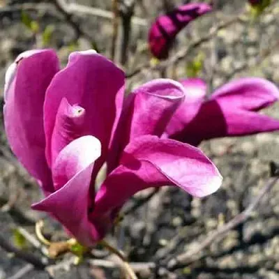 Магнолия СЬЮЗАН в Королеве