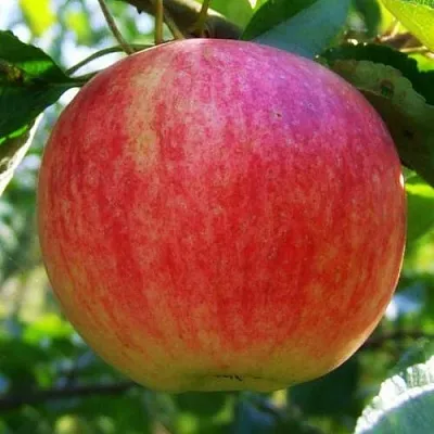 Яблоня Штрифель (Штрейфлинг или Осеннее полосатое) в Королеве