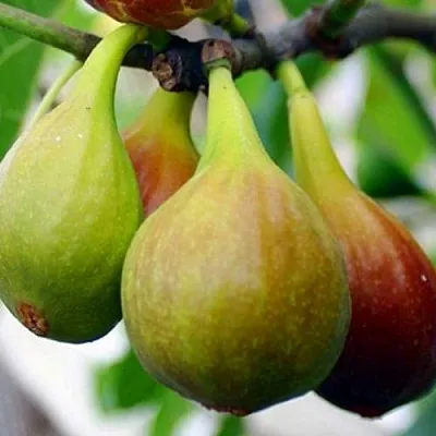 Инжир ДАЛМАТСКИЙ  Инжир ДАЛМАТСКИЙ в Королеве