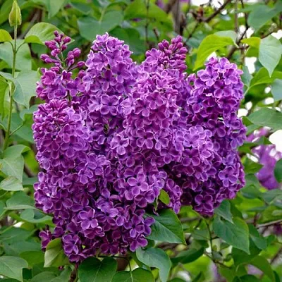 Сирень СУМЕРКИ  Сирень СУМЕРКИ в Королеве