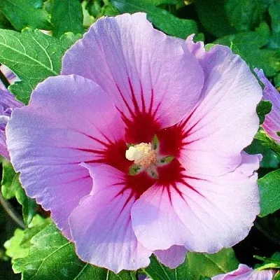 Гибискус ПИНК ФЛИРТ сирийский  Гибискус ПИНК ФЛИРТ сирийский в Королеве