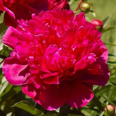 Пион БИГ БЕН травянистый  Пион БИГ БЕН травянистый в Королеве