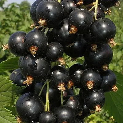 Смородина черная ИСКУШЕНИЕ  Смородина черная ИСКУШЕНИЕ в Королеве