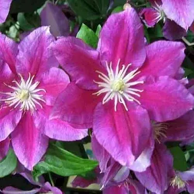 Клематис ХАНИЯ  Клематис ХАНИЯ в Королеве