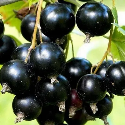 Смородина чёрная СОКРОВИЩЕ  Смородина чёрная СОКРОВИЩЕ в Королеве