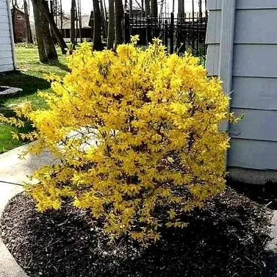 Форзиция ЛЕДНОГОРА промежуточная  Форзиция ЛЕДНОГОРА промежуточная в Королеве